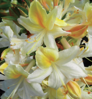 Northern Hi-Lights Azalea